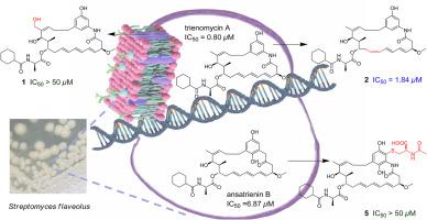 Undescribed ansatrienin analogs from Streptomyces flaveolus including two N-acetylcysteine conjugates