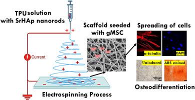 Development of electrospun scaffolds for bone regeneration from strontium-doped hydroxyapatite nanorods and thermoplastic polyurethane elastomer