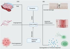 The role of COX-2 and its use as a therapeutic target in IBD and related colorectal cancer
