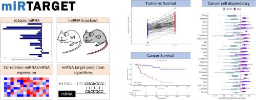miRTARGET: An integrated web tool for the identification of microRNA targets with potential therapeutic or prognostic value in cancer