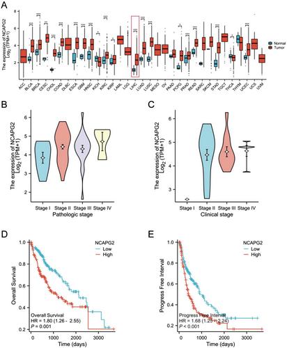 RPL35A Downregulation Suppresses Hepatocellular Carcinoma Cell Proliferation via NCAPG2 Inactivation