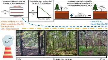 Minimal legacy effects of metal pollution on litter decomposition and soil respiration following liming and tree planting