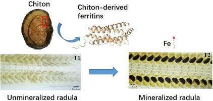 Iron mineral formation using chiton-derived ferritins