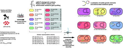 Localization of AbaR4-type genomic islands and multidrug resistance plasmids in multiple Acinetobacter baumannii clones and Acinetobacter pittii from infections of dogs and cats