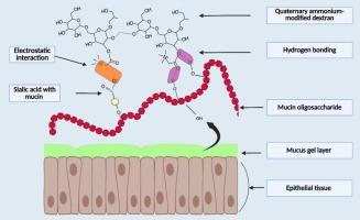 Quaternary ammonium-modified dextran: a unique biodegradable mucoadhesive polymer
