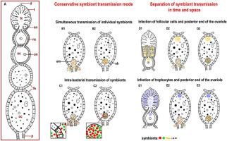 Together forever: patterns and strategies of vertical symbiont transmission in planthoppers