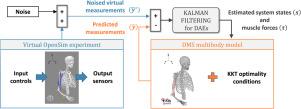A novel indirect muscle force sensing approach tailored for biomechanical multibody systems with equality and inequality constraints