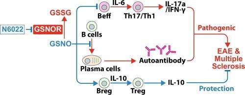 Therapeutic potential of S-nitrosoglutathione reductase inhibitor in B cell-driven experimental autoimmune encephalomyelitis