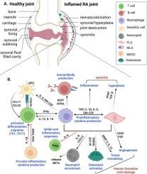 Cellular interactions in maintaining an inflammatory microenvironment in rheumatoid arthritis