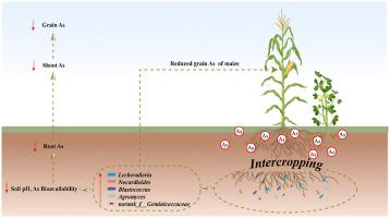 Rhizosphere microbiota alleviate As accumulation in maize intercropped with peanut in long-term Cd and As co-contaminated farmland