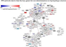 Identification of candidate genes engaged in the sex-determination cascade in Eupolyphaga sinensis walker