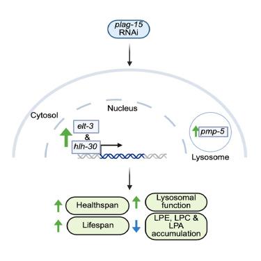 Targeting phospholipase PLAG-15 promotes healthy aging in C. elegans via lysosomal-related genes
