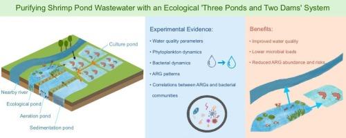 Efficacy of the ‘three ponds and two dams’ ecological treatment system in purifying shrimp pond wastewater and mitigating antibiotic resistance