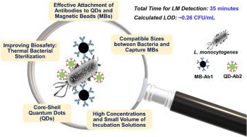 Ultrasensitive and rapid fluorescence immunoassay for Listeria monocytogenes detection using size-compatible magnetic beads and core-shell quantum dots