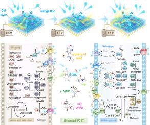 An electrochemical anaerobic dynamic membrane bioreactor for enhanced sludge digestion: Unveiling molecular interactions and microbial mechanisms