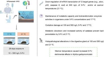 Effects of water temperature increase on gene expression, biochemical, and histopathological responses of the bivalve species Mytilus galloprovincialis to the antineoplastic drug 5-fluorouracil
