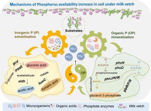 Long-term green manuring increases phosphorus availability in soil by modifying microbial functional genes and enzyme activities