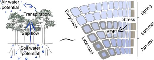 Xylogenesis controlled by water potential gradients within the soil–plant–atmosphere continuum in one of the most widespread conifers