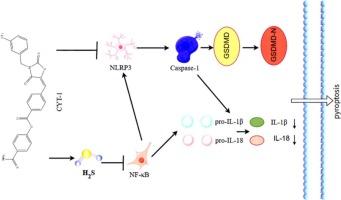A bifunctional inhibitor CYT-1 synergistically suppresses pyroptosis to improve cognitive dysfunction in diabetic encephalopathy