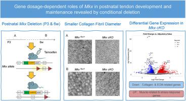 Gene dosage-dependent roles of Mkx in postnatal tendon development and maintenance revealed by conditional deletion