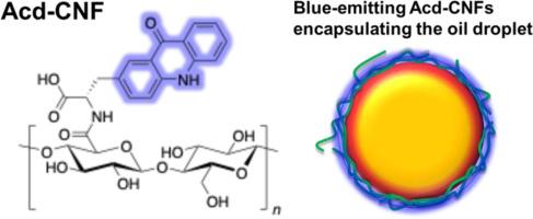 Blue-fluorescent cellulose nanofibers grafted with acridon-2-yl-alanine