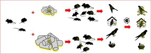 Predictive framework for estimating the risks to raptors from ecologically relevant exposure to second generation anticoagulant rodenticides