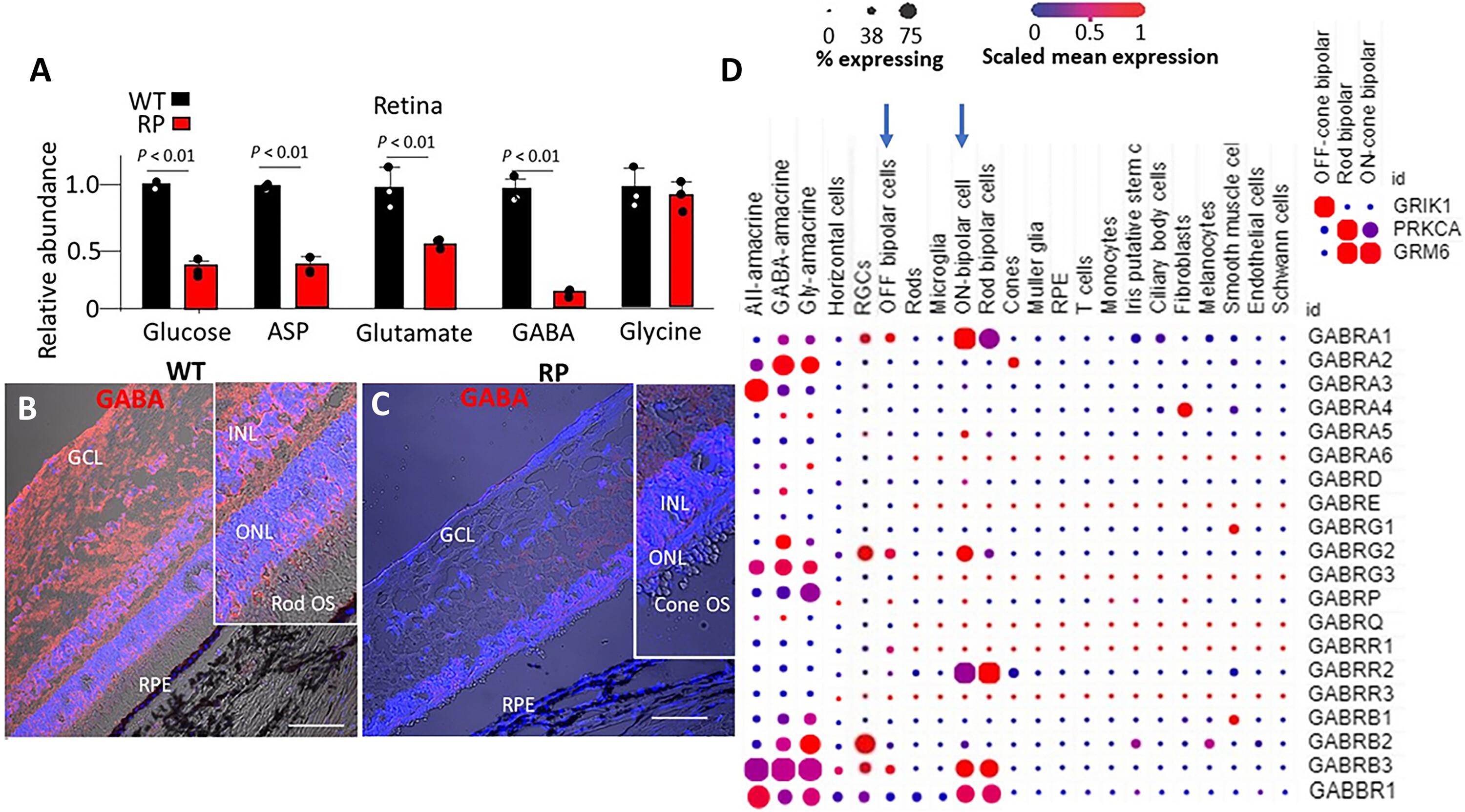 Metabolic regulation of visual acuity