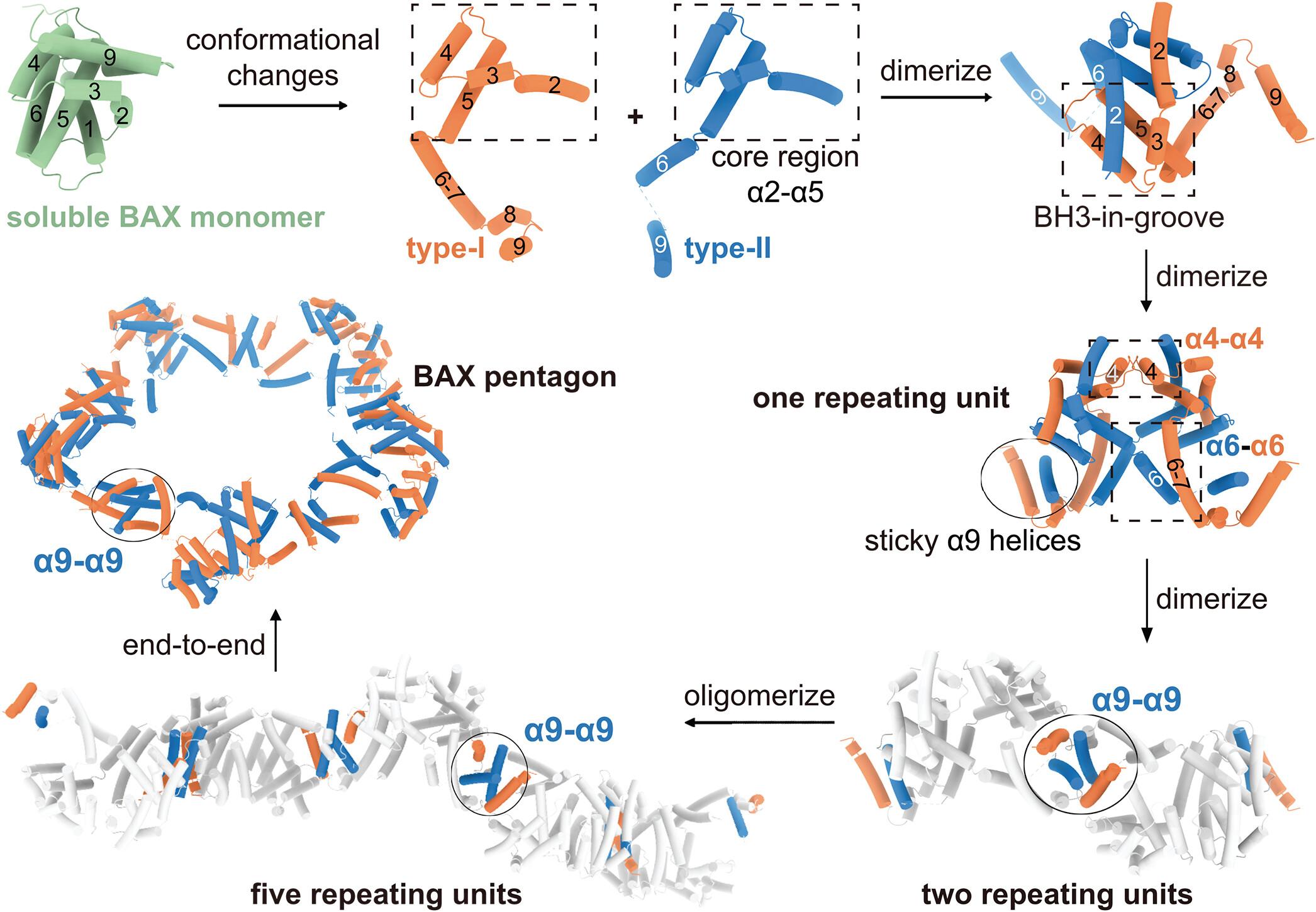 Structural basis of BAX pore formation