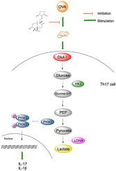 Anti-asthmatic effects of andrographolide on OVA-stimulated mice via Th17 cell differentiation-mediated glycolytic pathway