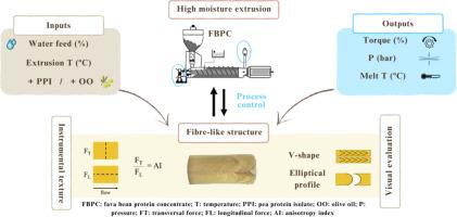 Fibre-like structure formation in fava bean protein based extrudates: effects of extrusion inputs and potential of outputs for process control