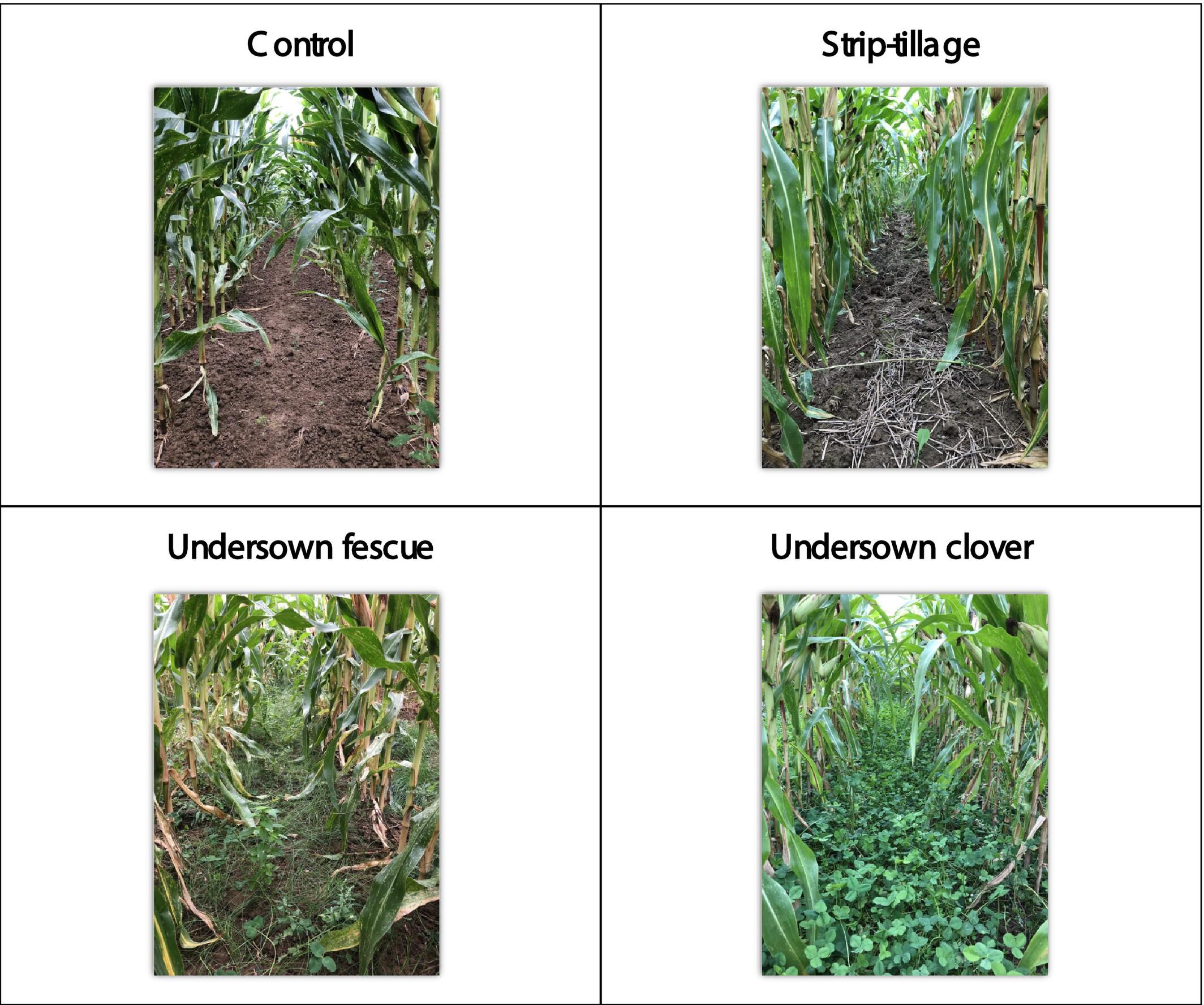 Suitability of Strip-Tillage and Undersowing in Maize Crops to Control Runoff, Soil Erosion and Herbicide Loss: Field Trials and Modelling