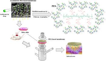 High-performance azithromycin delivery via chitosan-tryptophan modified polyethersulfone transdermal membranes