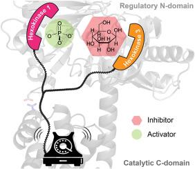Identification of residues mediating homotropic regulation in human hexokinase 3 reveals a common allosteric interface shared with hexokinase 1