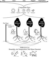 Targeted irrigation to improve the cooling potential of urban trees as a nature-based solution: Insights from a field trail in Hanover