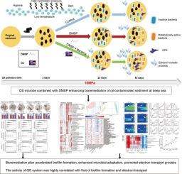 Novel insights into quorum-sensing microbe combined with dimethylsulfoniopropionate enhancing bioremediation of oil-contaminated sediment under typical deep-sea conditions: The performances and molecular mechanisms