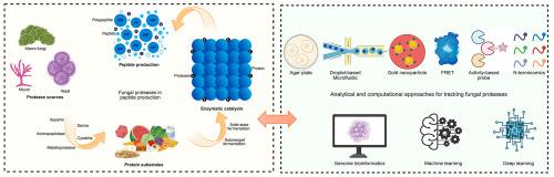 The role of fungal proteases in bioactive peptide production and analytical approaches for tracking their activity