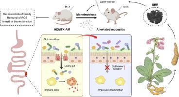 Steamed root of Rehmannia glutinosa Libosch. relieves methotrexate-induced intestinal mucositis in mice with manninotriose as a core mediator