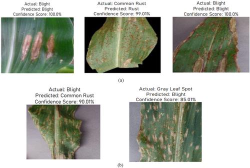 Enhanced Maize Leaf Disease Detection and Classification Using an Integrated CNN-ViT Model