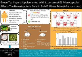 Green tea yogurt supplemented with Lacticaseibacillus paracasei E1 microcapsules affects the hematopoietic cells in BALB/c obese mice