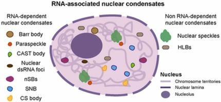 RNA-associated nuclear condensates: Where the nucleus keeps its RNAs in check