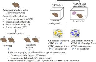 Sex-dependent effects of adolescent chronic social defeat and social accompanying on emotional and social behaviors and the numbers of OT/Fos and AVP/Fos dual-labelled cells in brain regions of the mandarin vole (Microtus mandarinus)