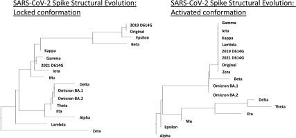 Structural insights on the differentiation and reversion of conformational changes in SARS-CoV-2 spike protein models across variants occurring from December, 2019 to November, 2021