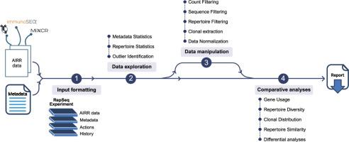 AnalyzAIRR: A user-friendly guided workflow for AIRR data analysis