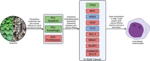 Combination therapy in cancer: The potential of tetrandrine as a polytherapy for acute myeloid leukemia