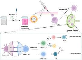 Construction of vitamin E-based oil-in-water nano-emulsion adjuvant enhances immunogenicity of inactivated pseudorabies virus vaccine
