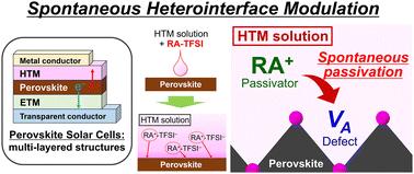 Spontaneous heterointerface modulators for perovskite solar cells†