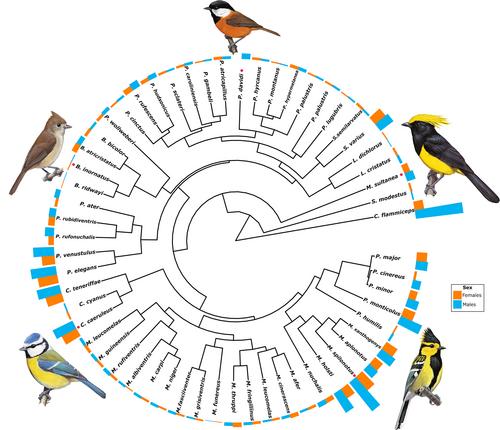 Global patterns of colouration complexity in the Paridae: Effects of climate and species characteristics across body regions