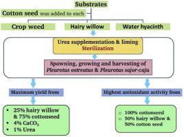 The influence of substrate, urea supplementation, and liming on the yield and antioxidant activities of Pleurotus sajor-caju M2345 and Pleurotus ostreatus M2191