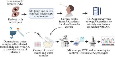 Clinical presentation, genotypic diversity, and intracellular bacteria in Acanthamoeba keratitis patients treated at a referral eye hospital in Sydney, Australia