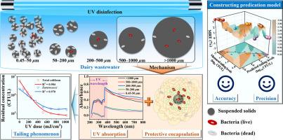 Suspended solids dominated tailing effect in UV disinfection of livestock wastewater: Mechanistic deciphering and modelling prediction for epidemic control